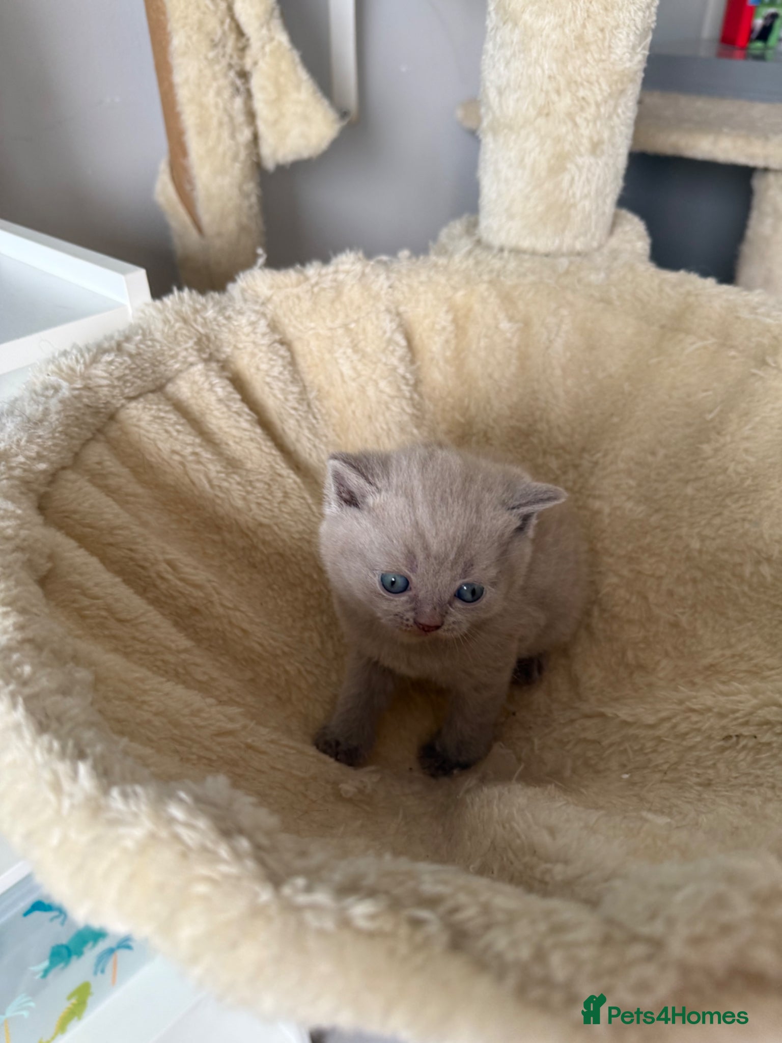 Scottish Fold cats Beautiful scottishfold/Scottish straight kittens🥰 - Advert 2