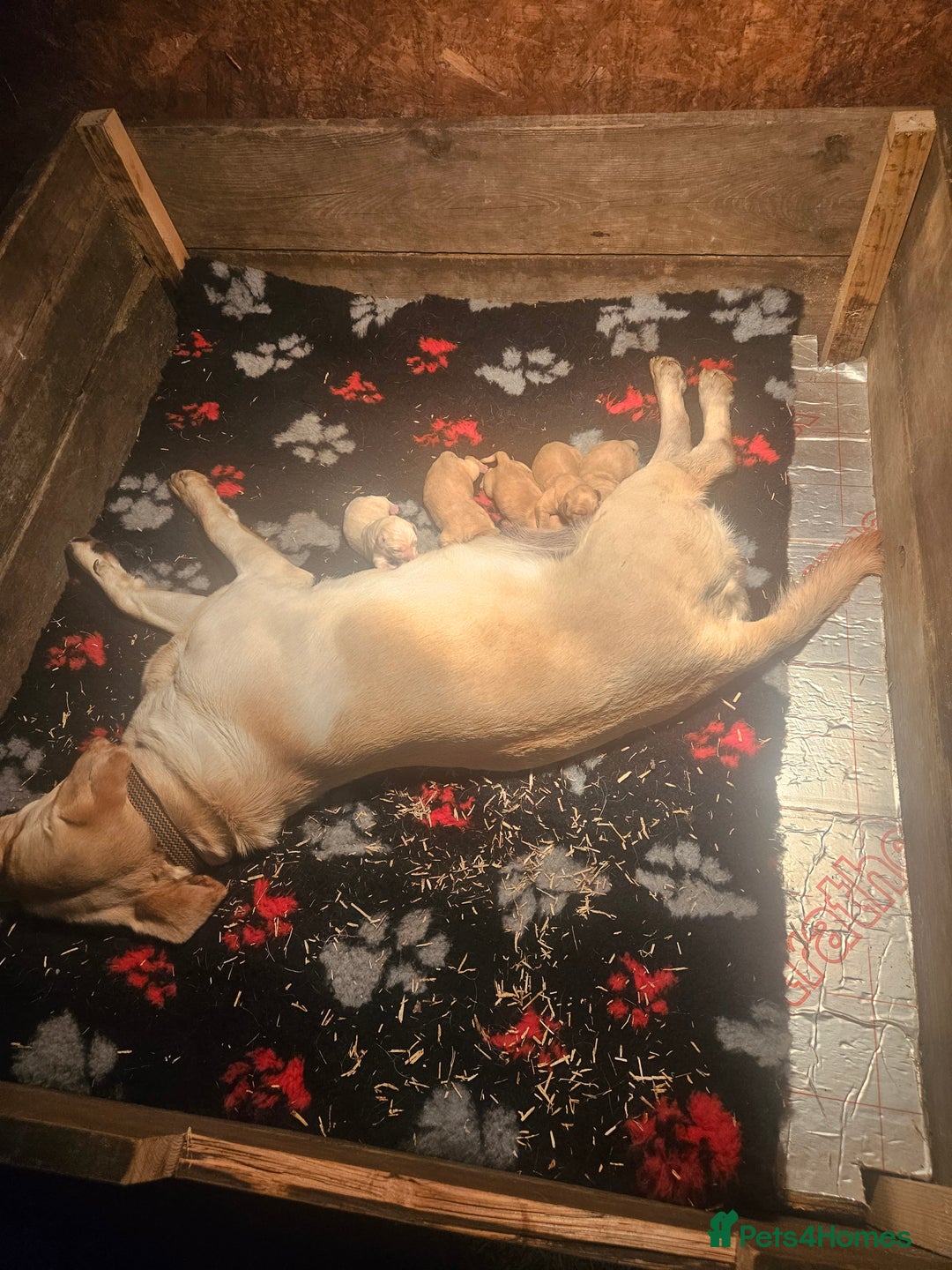 Labrador Retriever dogs for sale: KC Reg Labrador Pups For Sale - Advert 2