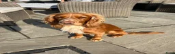 Cocker Spaniel dogs for stud: Athletic working cocker spaniel in Lincoln - Advert 1