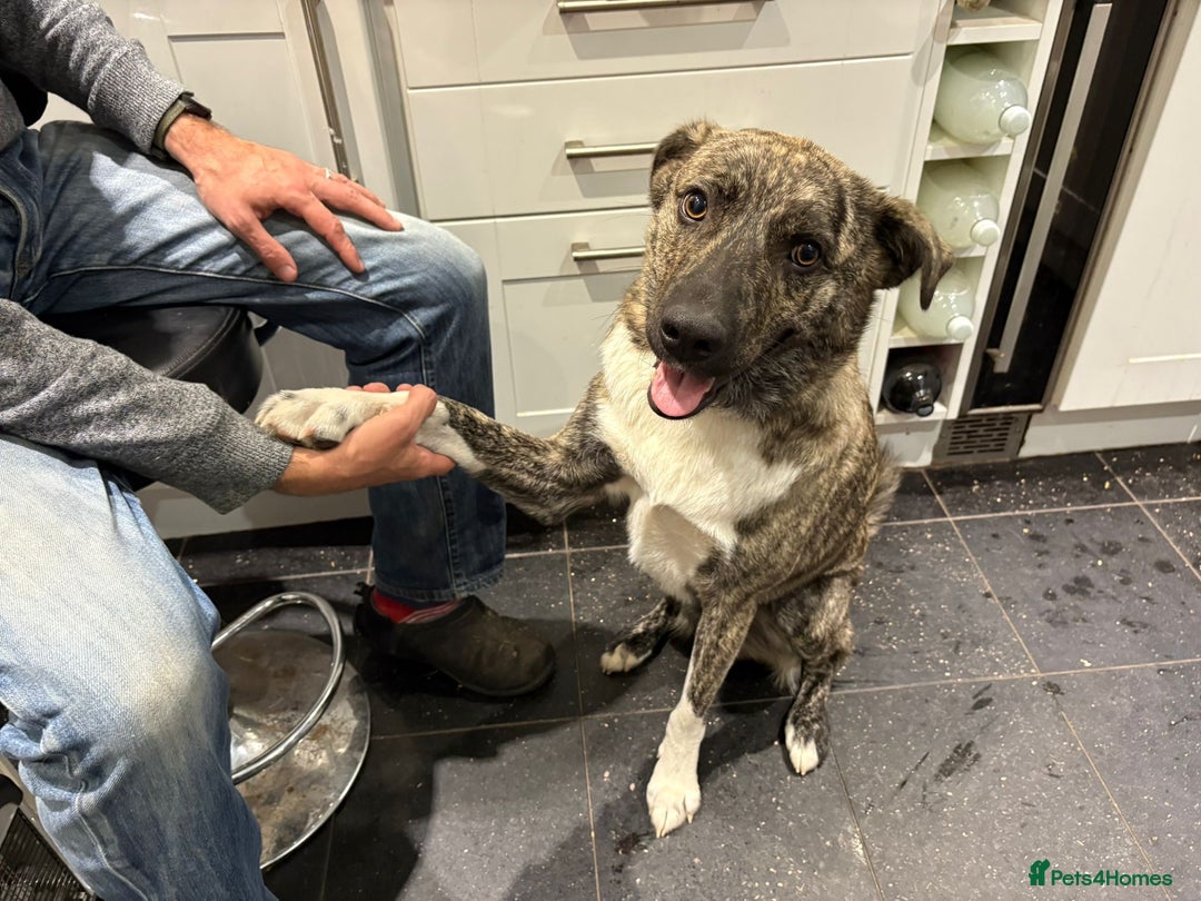Mixed Breed dogs for adoption: Benji  - Image 1