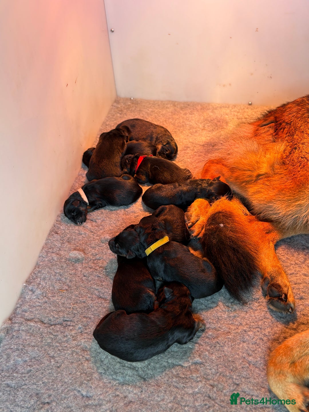 German Shepherd dogs for sale: Family reared GSD pups.  - Advert 23