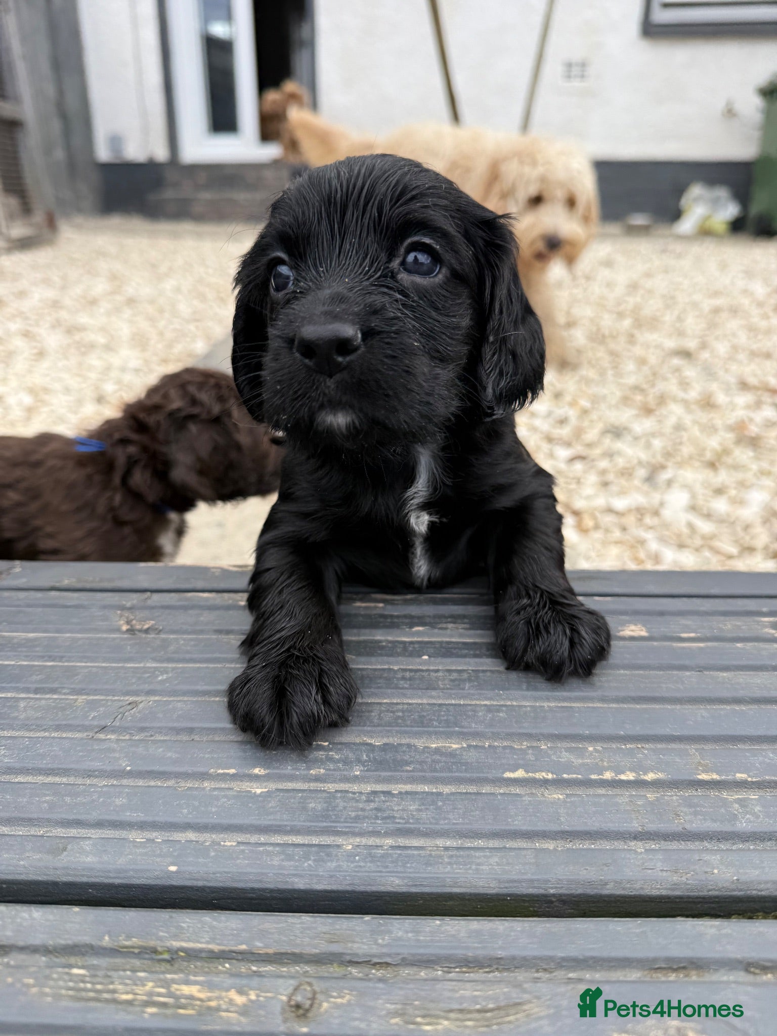 Cocker Spaniel dogs Cocker spaniels  - Advert 1