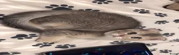 Scottish Fold cats for sale: Scottish fold chinchilla kitten! in Pinner - Advert 3