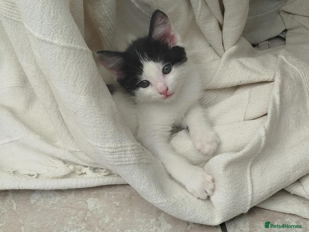 British Shorthair cats for sale: Male kitten ready to home,  cute & very sweet  - Advert 10