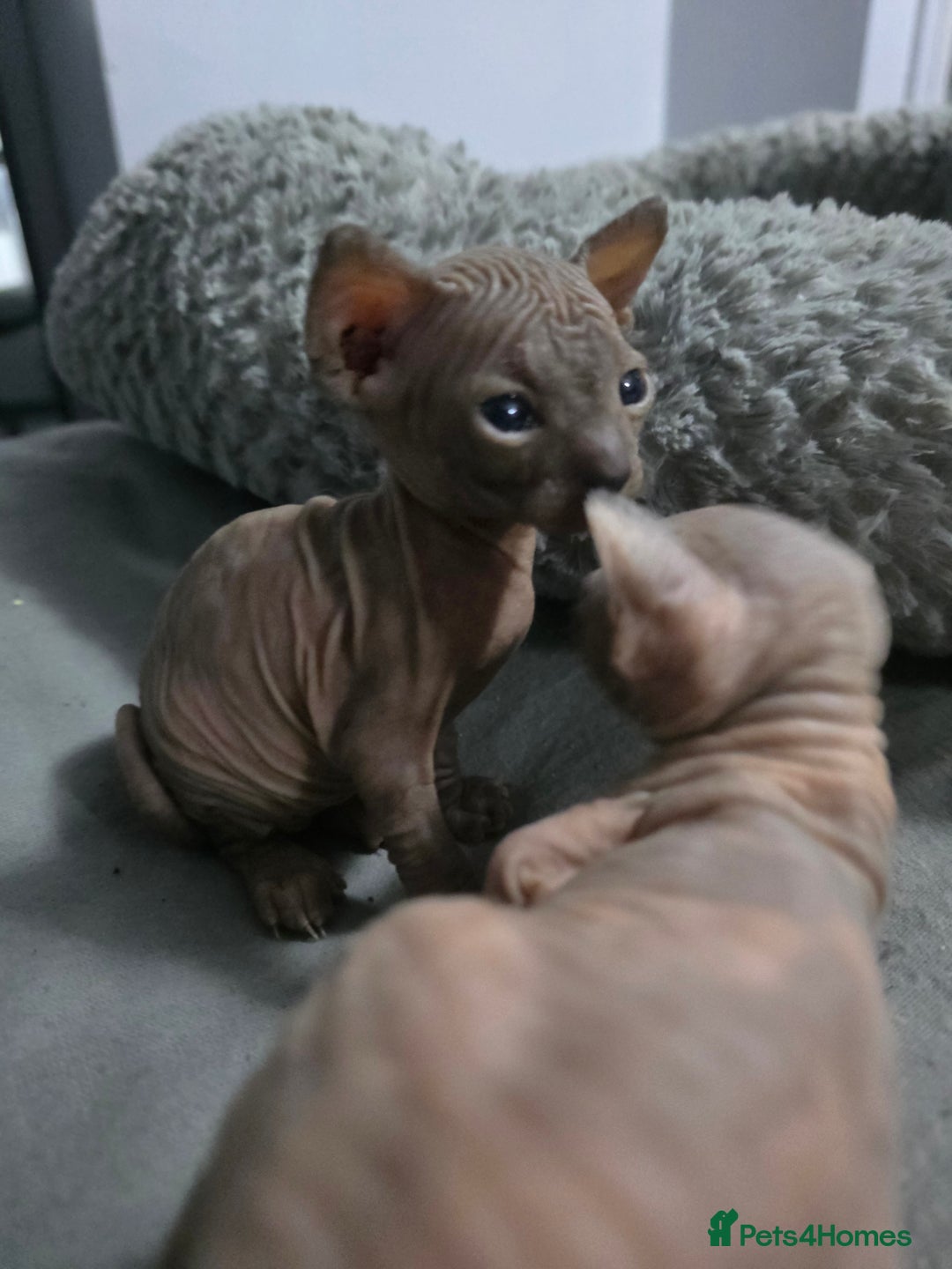 Sphynx cats for sale: 3 beautiful sphynx kittens  - Image 4