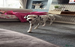 Dalmatian dogs for sale: Dalmation  - Image 2