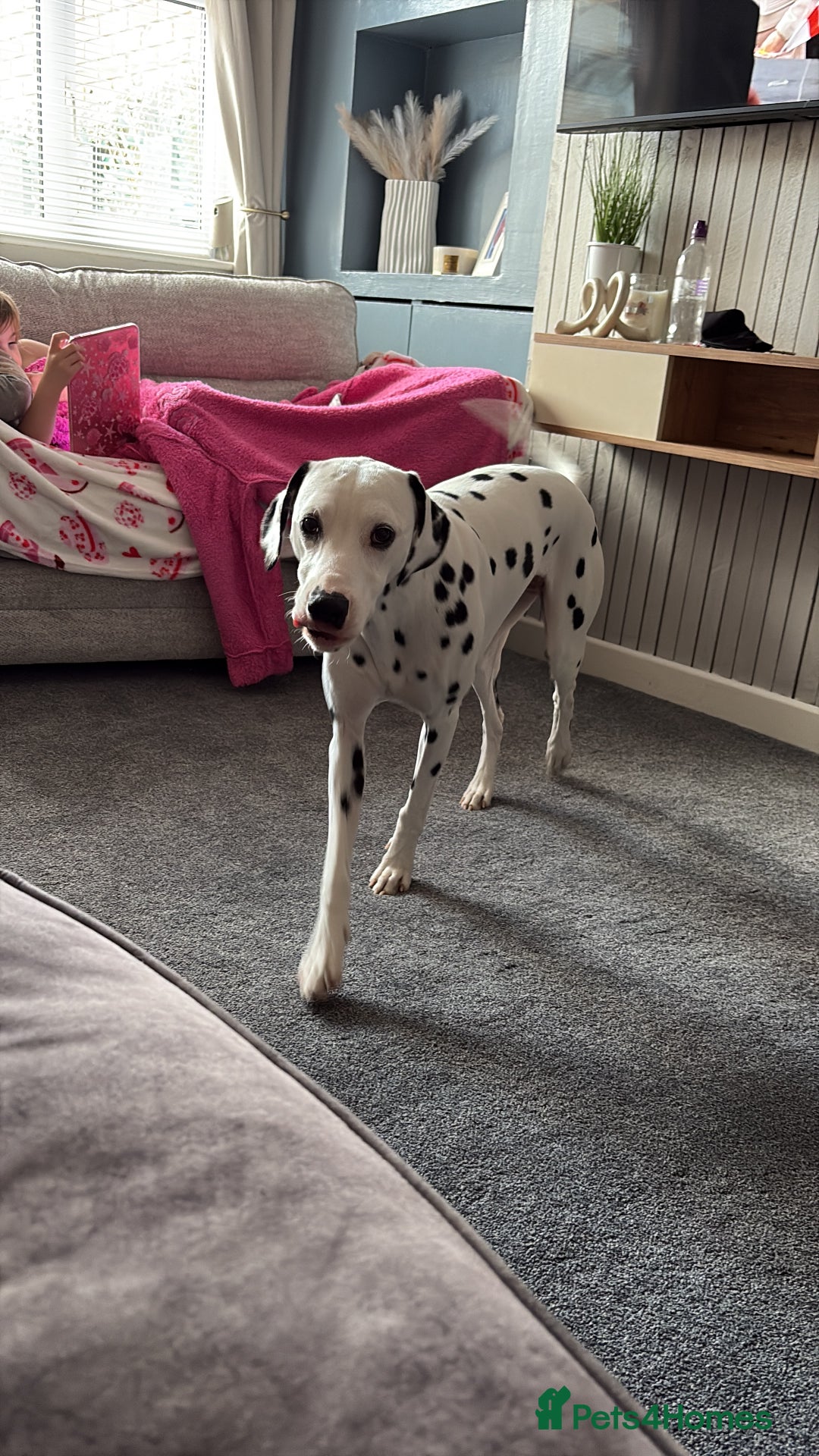 Dalmatian dogs for sale: Dalmation  - Image 2