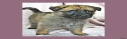 Mixed Breed dogs for sale: 8 beautiful healthy  puppies ,  German shepherd  - Advert 22