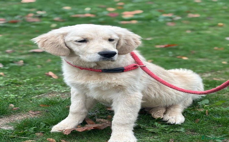 Golden Retriever dogs - Advert 4