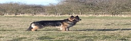German Shepherd dogs for stud: Proven , Beautiful, health tested, long coat GSD  in Alnwick - Advert 1