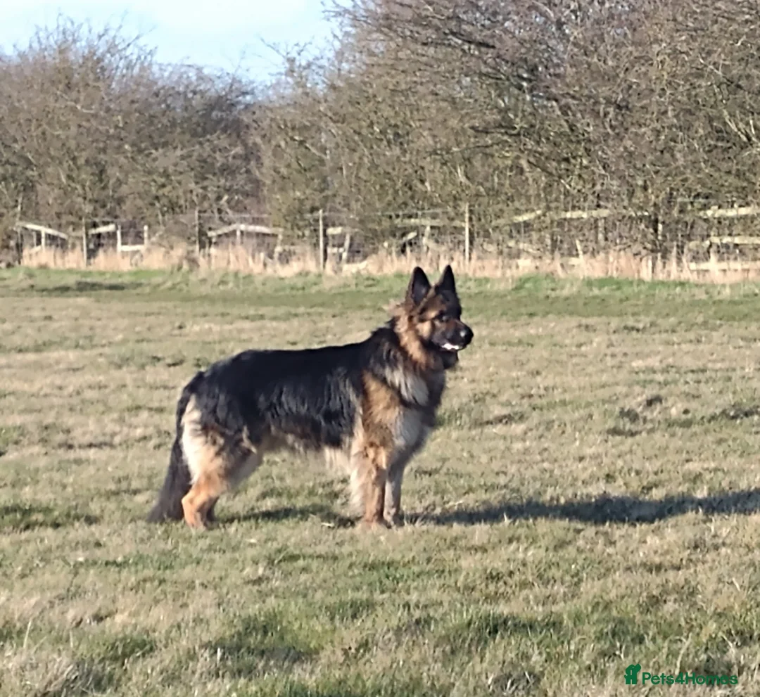 German Shepherd dogs for stud: Proven , Beautiful, health tested, long coat GSD  in Alnwick - Advert 1
