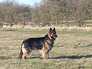 German Shepherd dogs Proven , Beautiful, health tested, long coat GSD in Alnwick - Advert 9