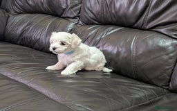 Maltese dogs for sale: Beautiful Small Size Maltese ONLY TWO PUPPIES LEFT - Image 32