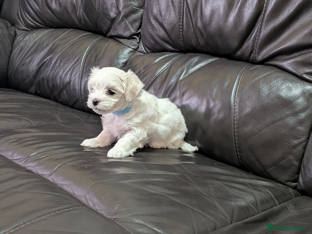 Maltese dogs for sale: Beautiful Small Size Maltese ONLY TWO PUPPIES LEFT - Image 32