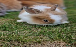 Lionhead rabbits for sale: Cute Lionhead Bunnies - Image 1