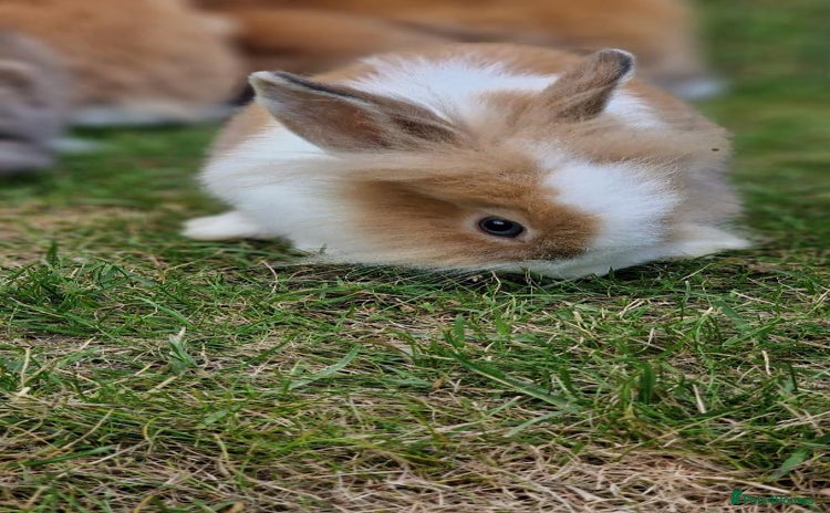 Lionhead rabbits - Advert 1