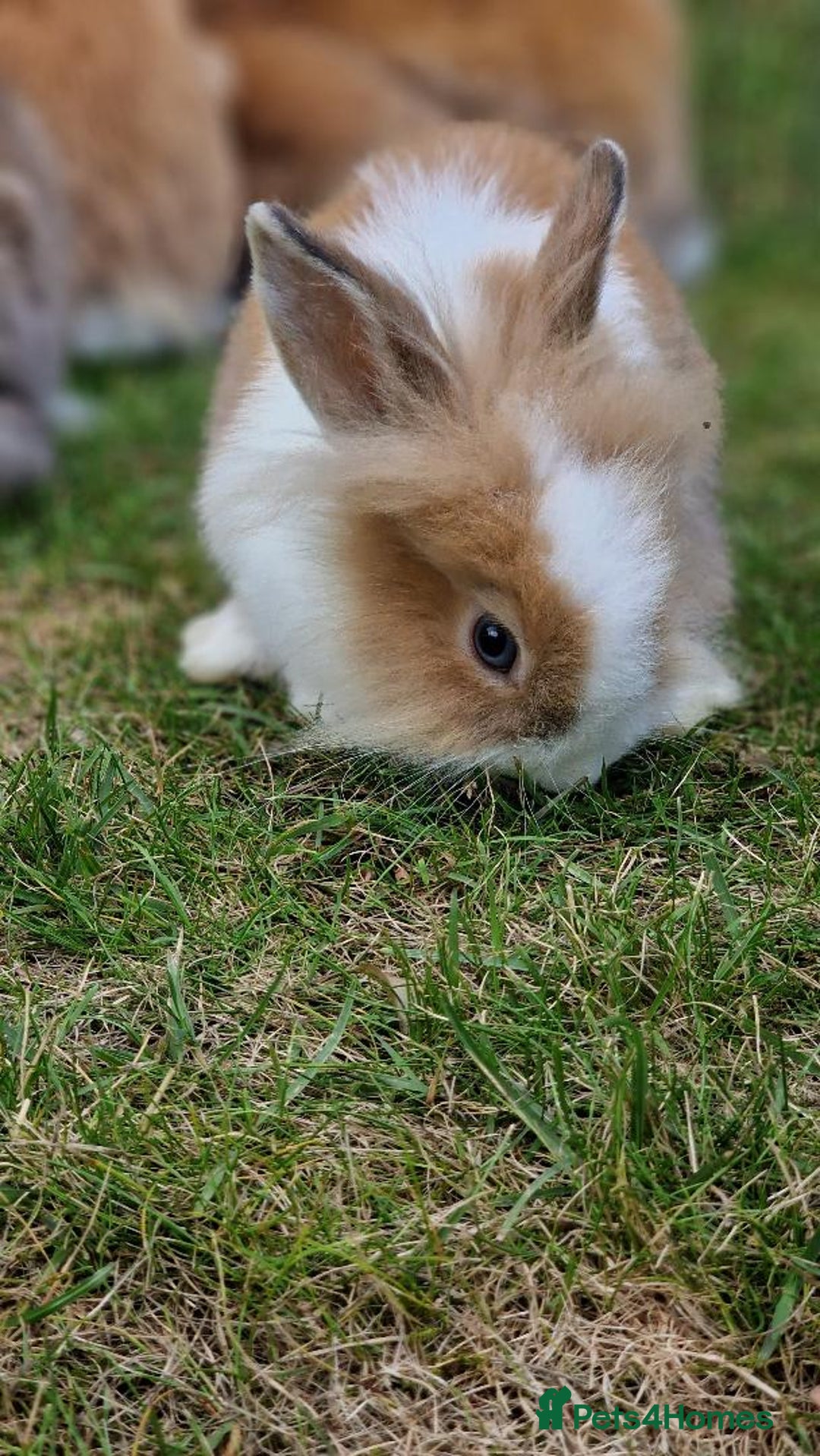 Lionhead rabbits for sale: Cute Lionhead Bunnies - Image 1