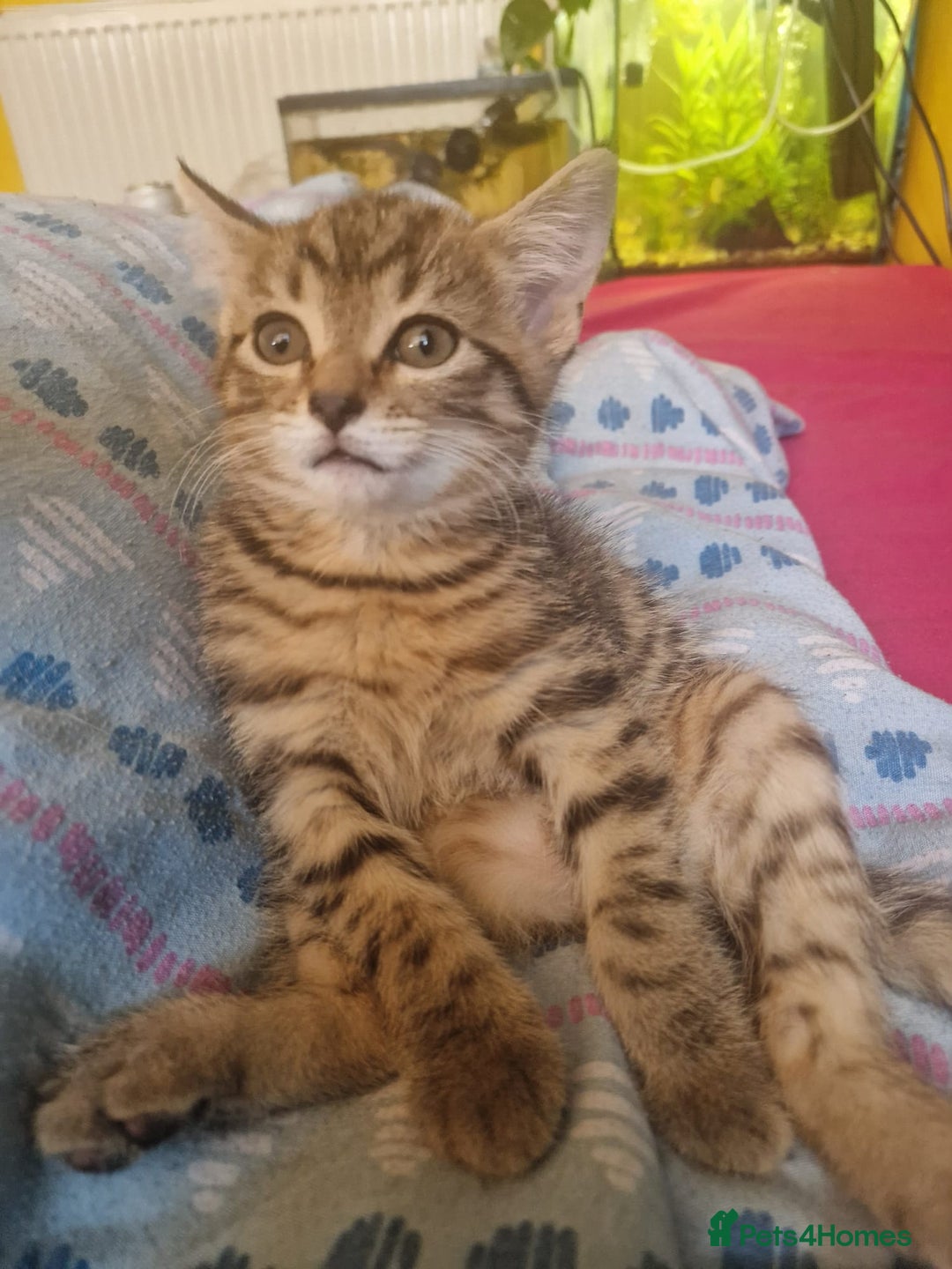 Mixed Breed cats for sale: Mixed breed Kitten (Russian Blue mum) - Image 3