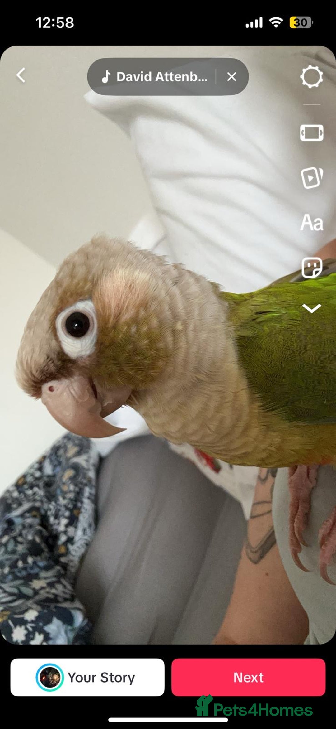 Conures birds for sale: Beautiful 1-Year-Old Conure Very Tame & Talkative - Advert 2