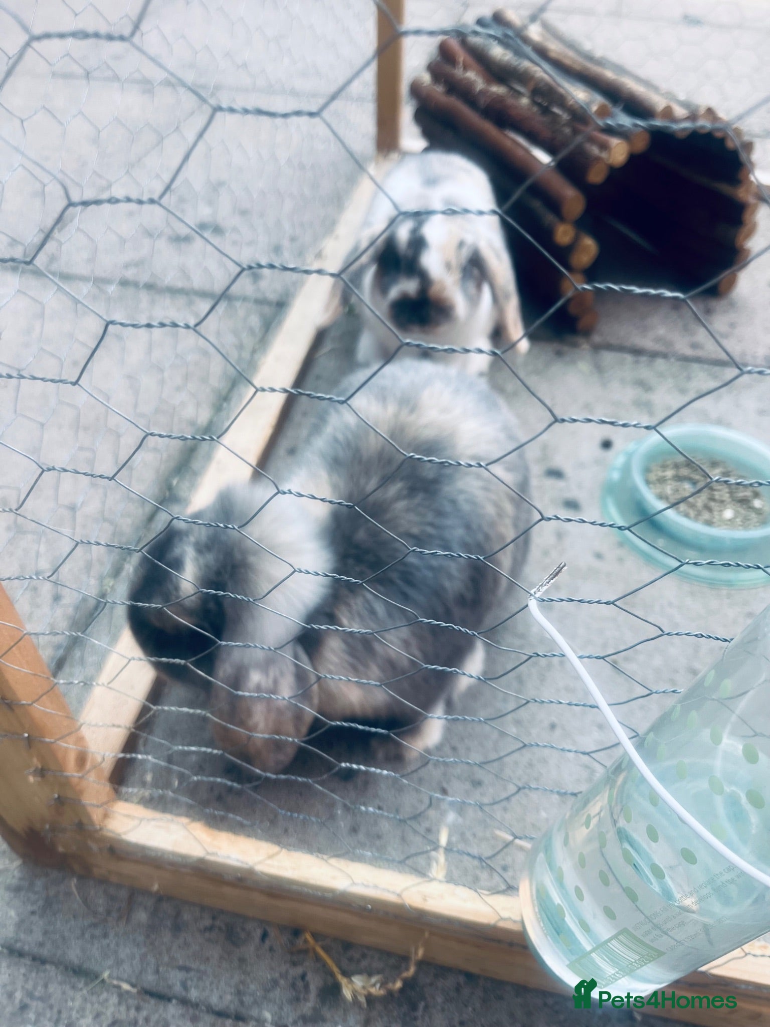Mini Lop rabbits 2 x mini lops - Advert 17