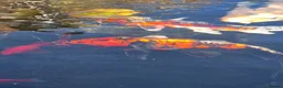 Koi Carp fish for sale: Koi fish, must go together  in Wincanton - Advert 3