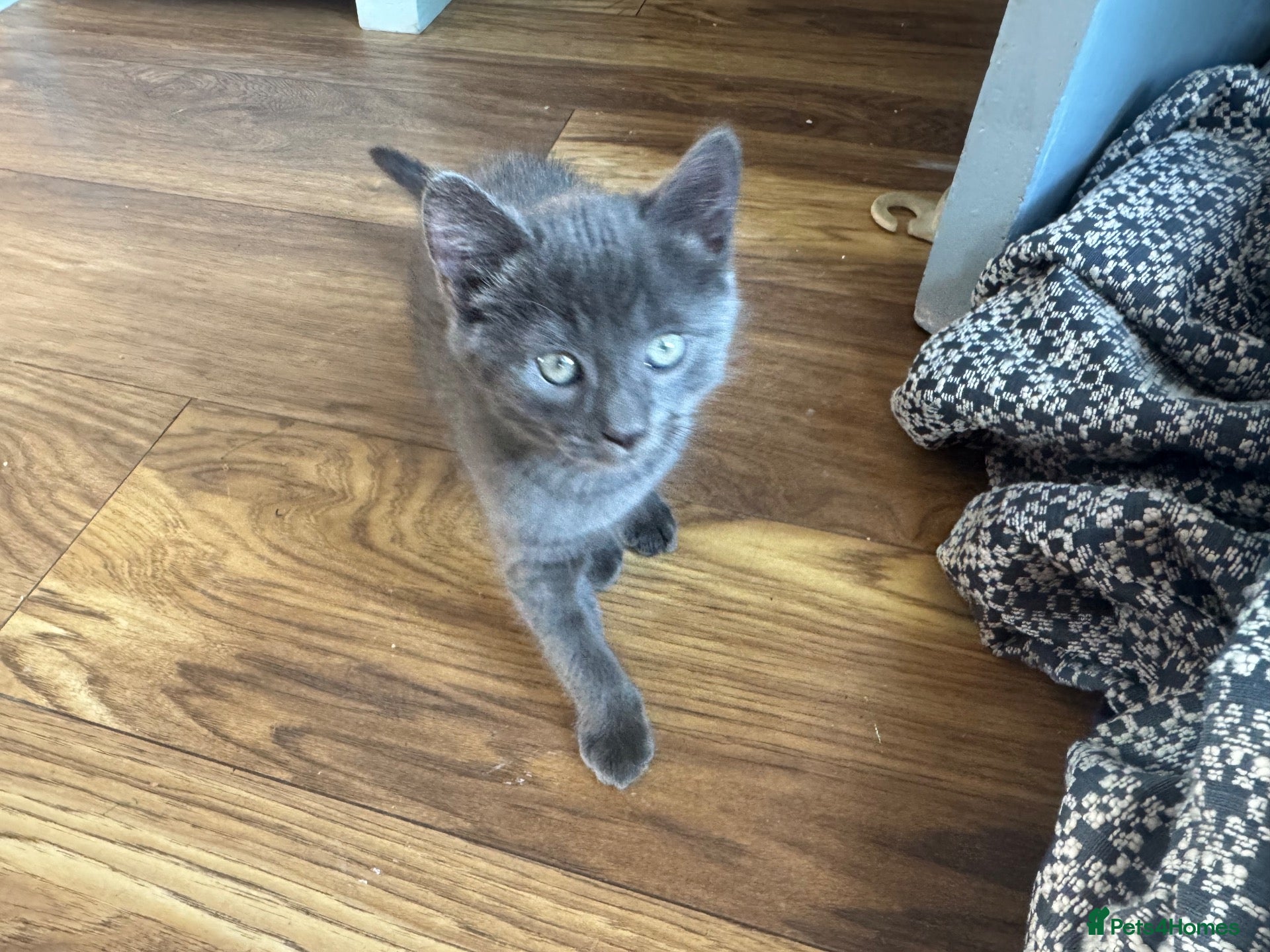 Mixed Breed cats Russian blue mix kittens  - Advert 3