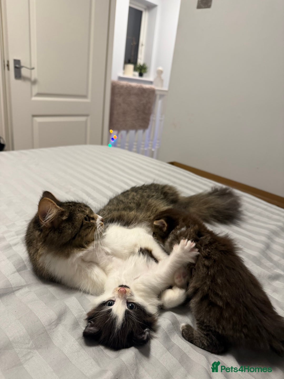 British Shorthair cats for sale: Adorable kittens  - Advert 16