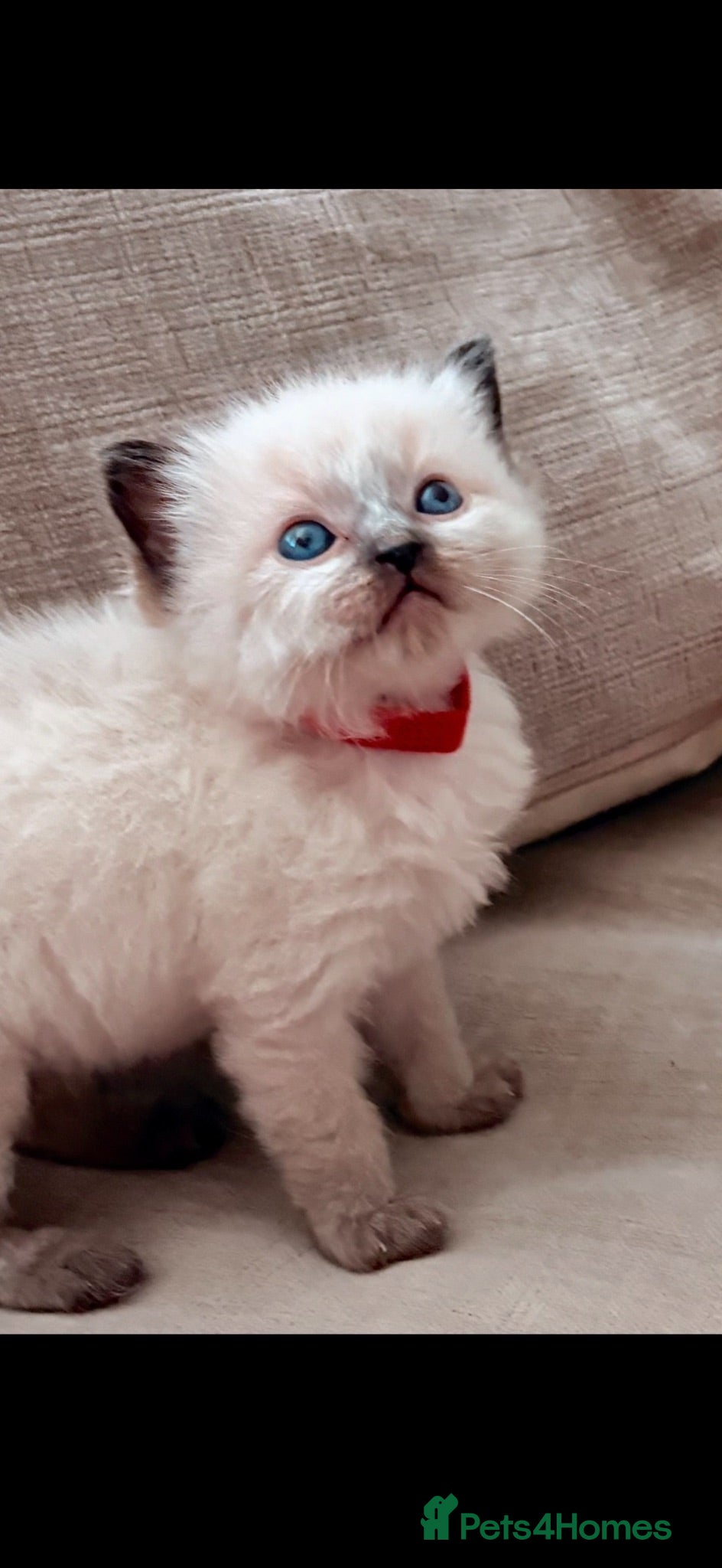 Ragdoll cats 🦋💙 ADORABLE GCCF BABIES 💙🦋 - Advert 1