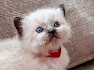 Ragdoll cats 🦋💙 ADORABLE GCCF BABIES 💙🦋 - Advert 1