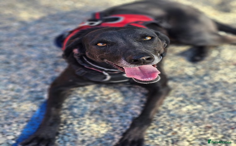 Labrador Retriever dogs - Advert 2