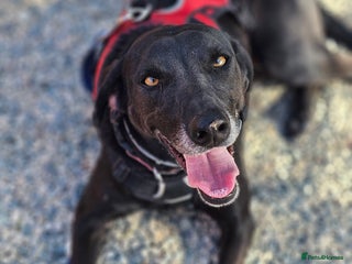 Labrador Retriever dogs Gracie - super sweet girl! - Advert 3