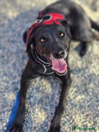 Labrador Retriever dogs Gracie - super sweet girl! - Advert 1