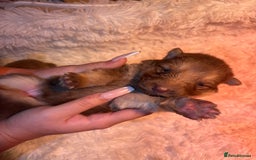 German Shepherd dogs for sale: Working KC GSD German shepherd puppies  - Image 16