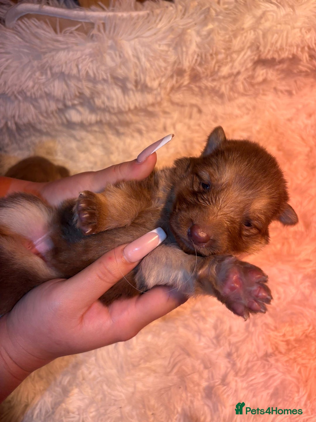German Shepherd dogs for sale: Working KC GSD German shepherd puppies  - Image 16