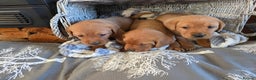 Labrador Retriever dogs for sale: Stunning Red fox labrador puppies  - Advert 34