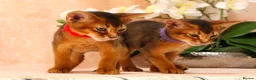 Abyssinian cats for sale: LAST 2 BOYS 💙😻Abyssinian kittens  - Advert 3