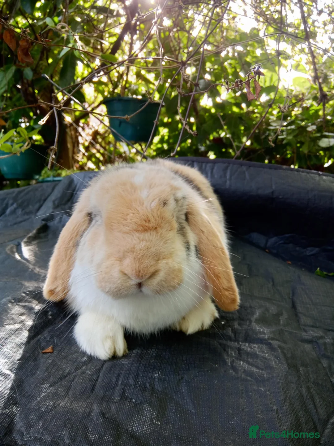 Mini Lop rabbits for sale: Pedigree mini lop.baby rabbits  - Advert 2