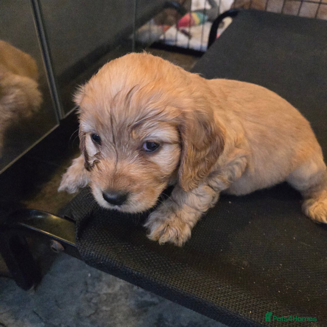Cockapoo dogs for sale: Fb1 cockapoo  - Image 5
