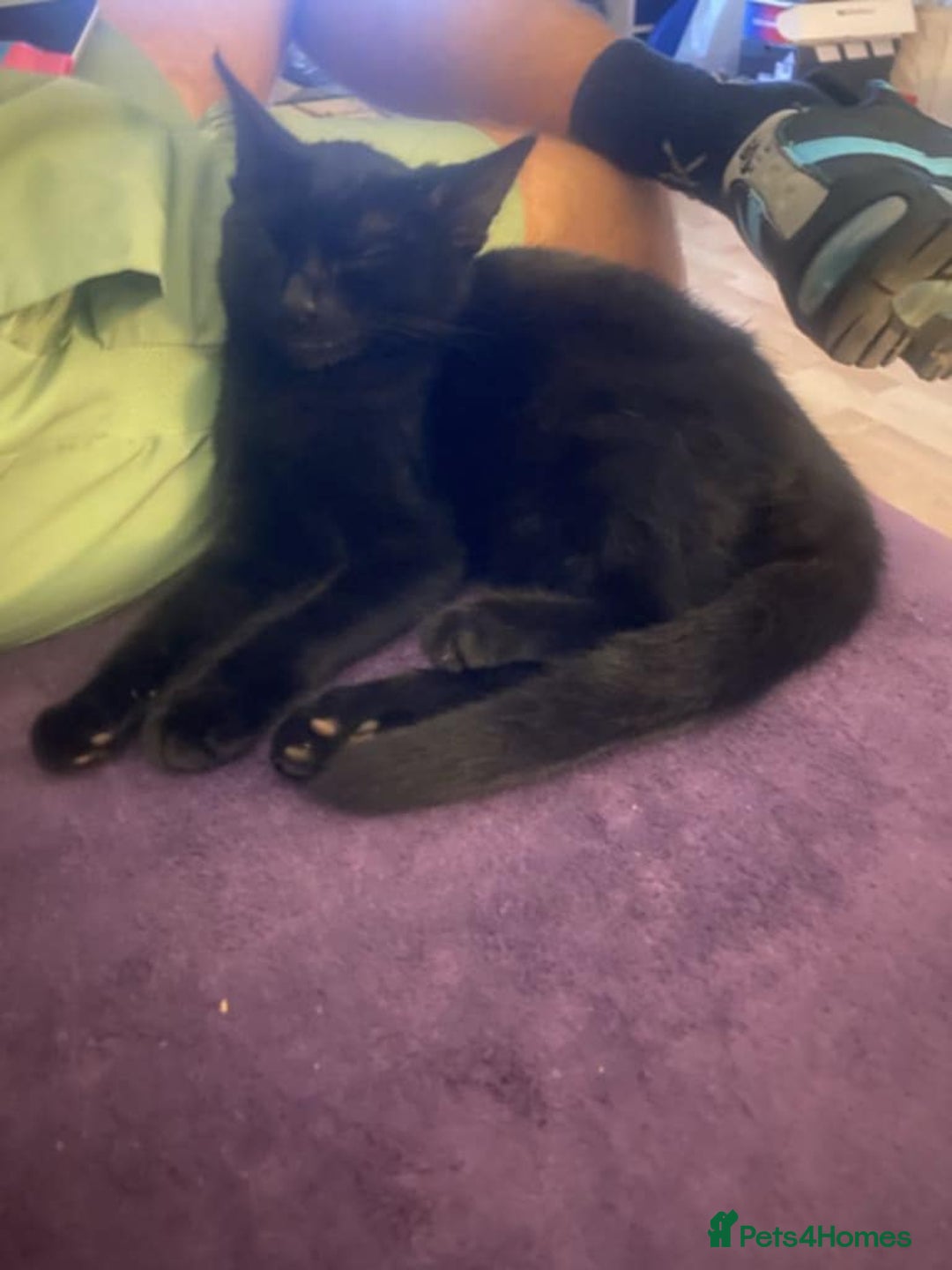 Mixed Breed cats for sale: Kitten for a good home  - Image 7