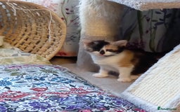 Mixed Breed cats for sale: Cute kittens - Image 17