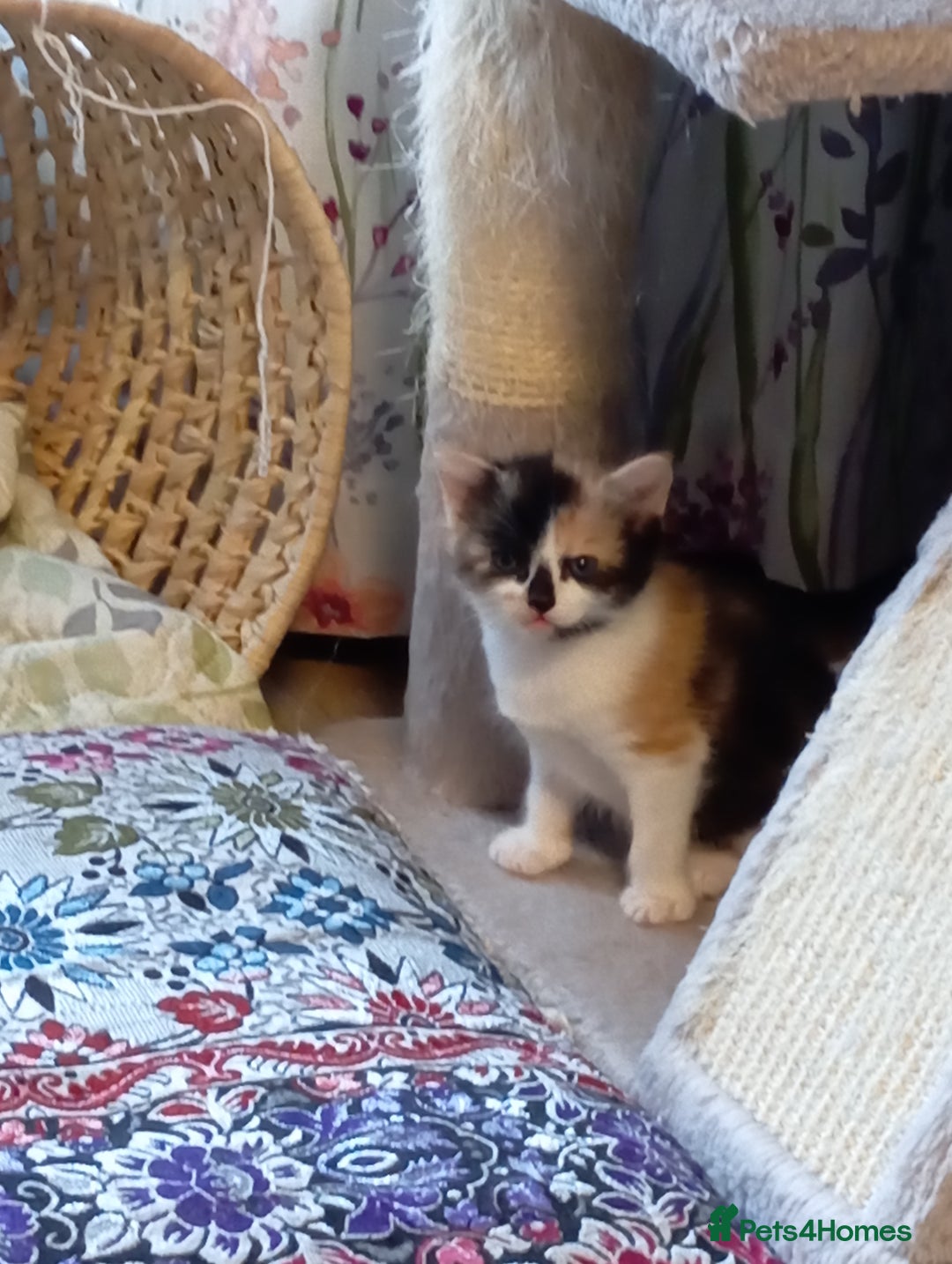 Mixed Breed cats for sale: Cute kittens - Image 17
