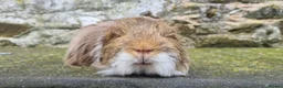 Guinea Pig rodents for sale: Boars for rehome in Torquay - Advert 3