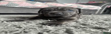 Cane Corso Puppy 3 girl