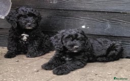 Cockapoo dogs for sale: Stunning litter of F1 Cockapoos - Image 3