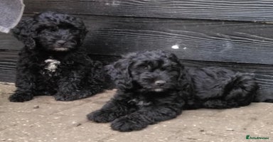 Cockapoo dogs - Advert 11