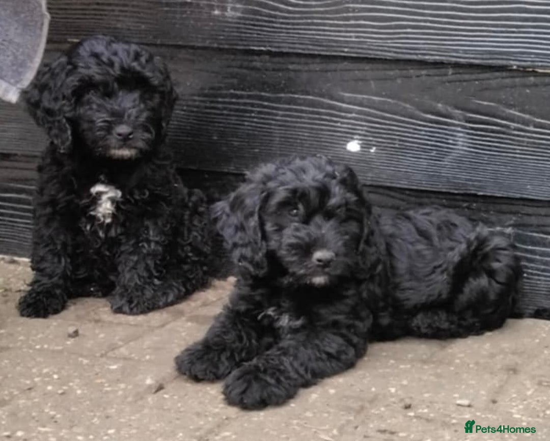 Cockapoo dogs for sale: Stunning litter of F1 Cockapoos - Image 3