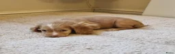 Cocker Spaniel dogs for sale: Last Chocolate Boy Ready Now  - Advert 17