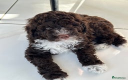 Mixed Breed dogs for sale: Goldendoodle/Australian double doodles  - Image 16