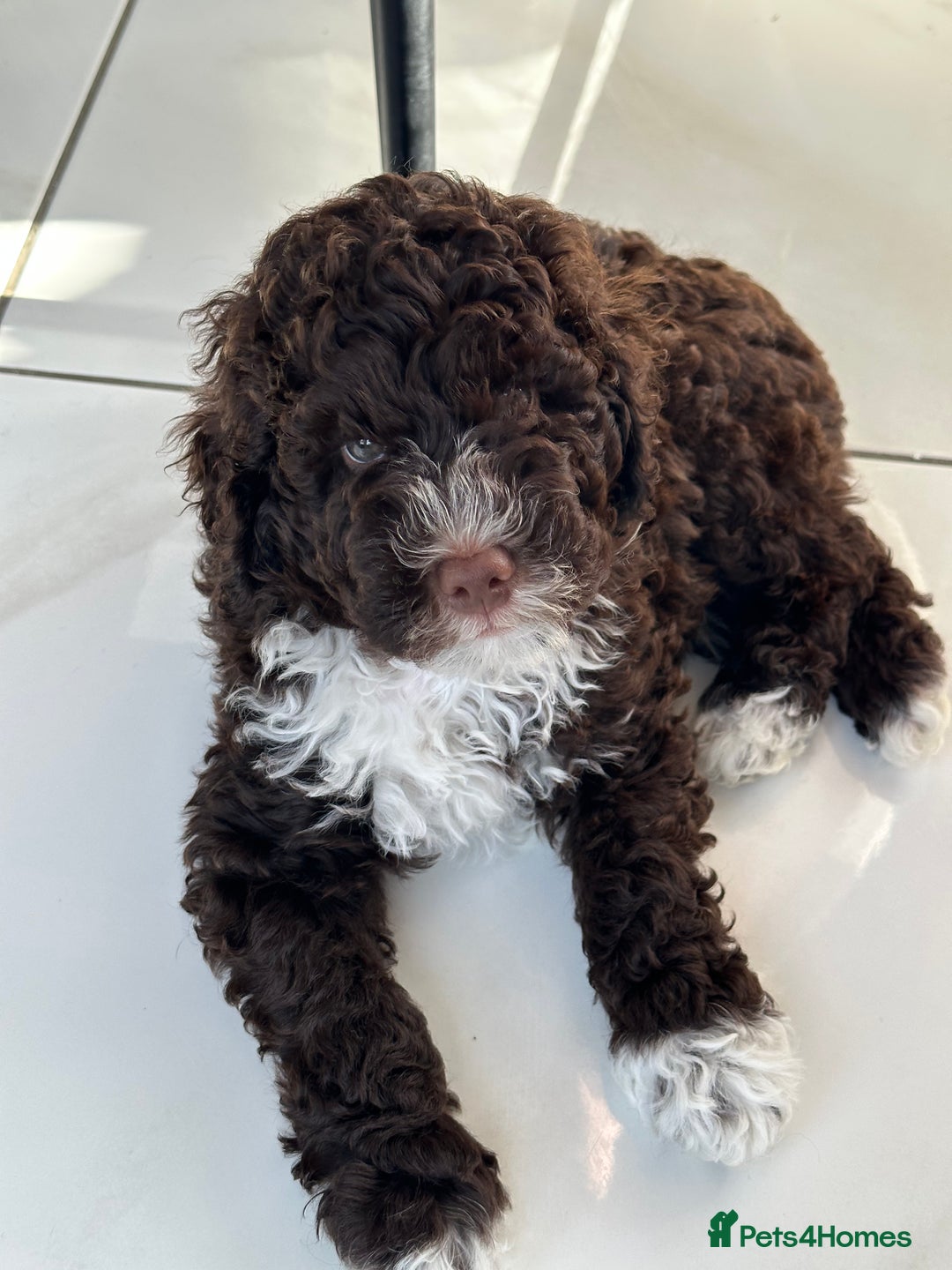 Mixed Breed dogs for sale: Goldendoodle/Australian double doodles  - Image 16