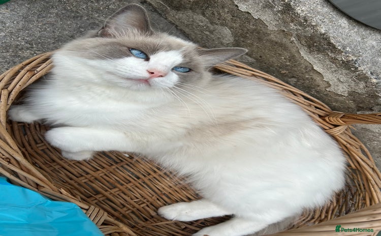 Ragdoll cats - Advert 12